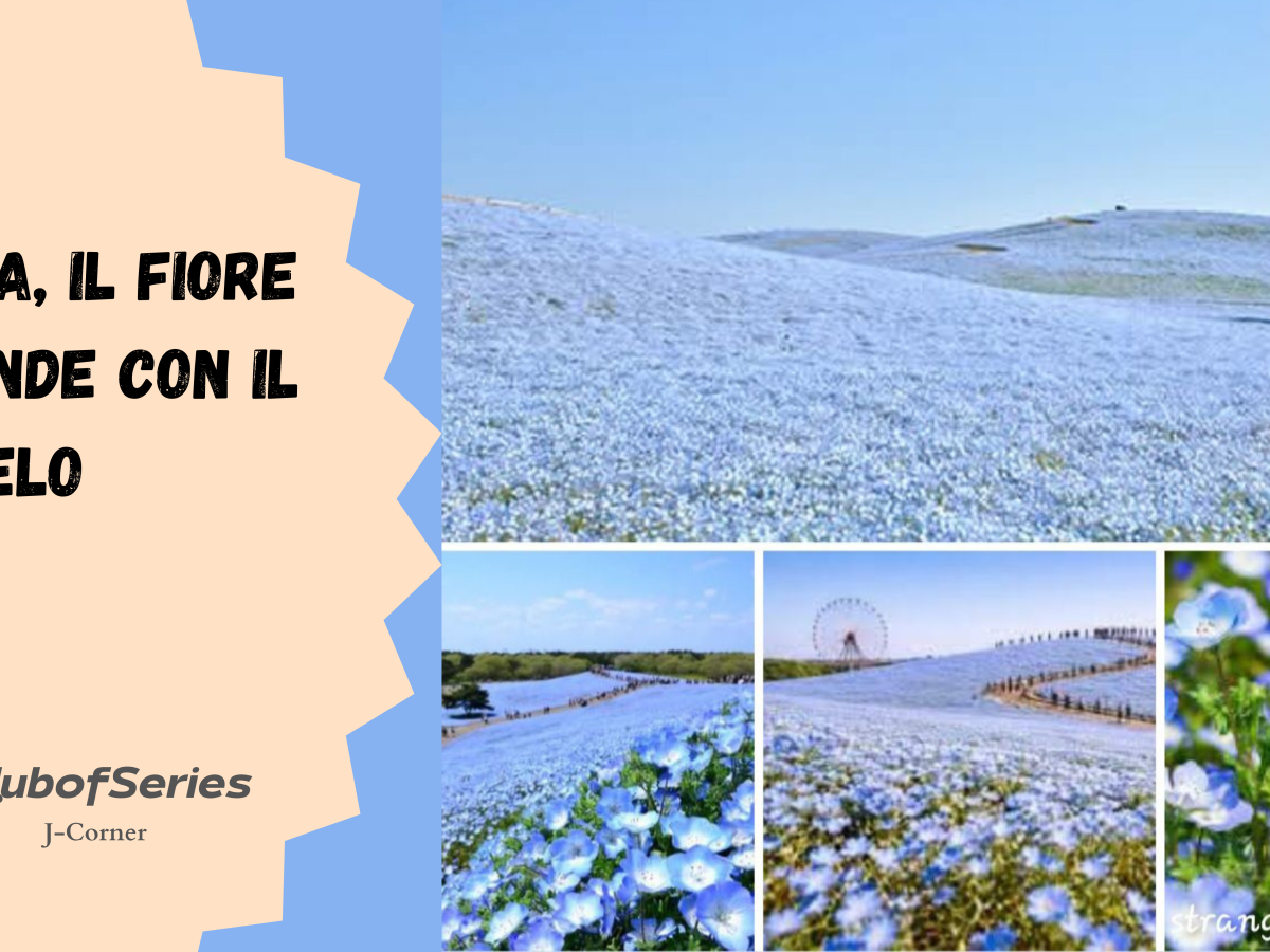 Nemophila, il fiore che si fonde con il&nbsp;cielo