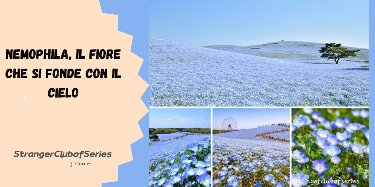Nemophila, il fiore che si fonde con il&nbsp;cielo
